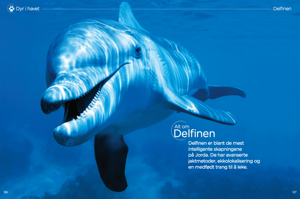 Alt om delfinen, oppslag