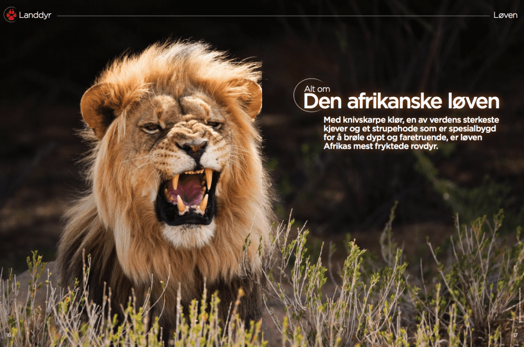 Alt om den afrikanske løven, oppslag