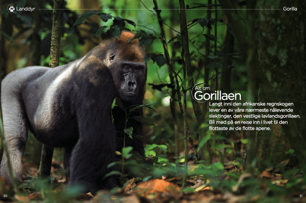 Alt om Gorillaen, oppslag