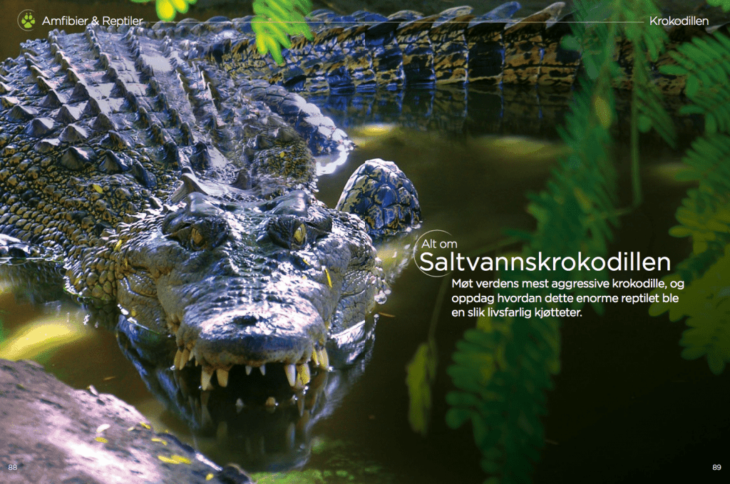 Alt om saltvannskrokodillen, oppslag