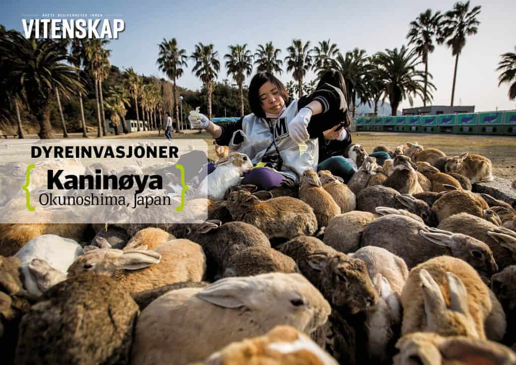 Dyreinvasjoner: Kaninøya