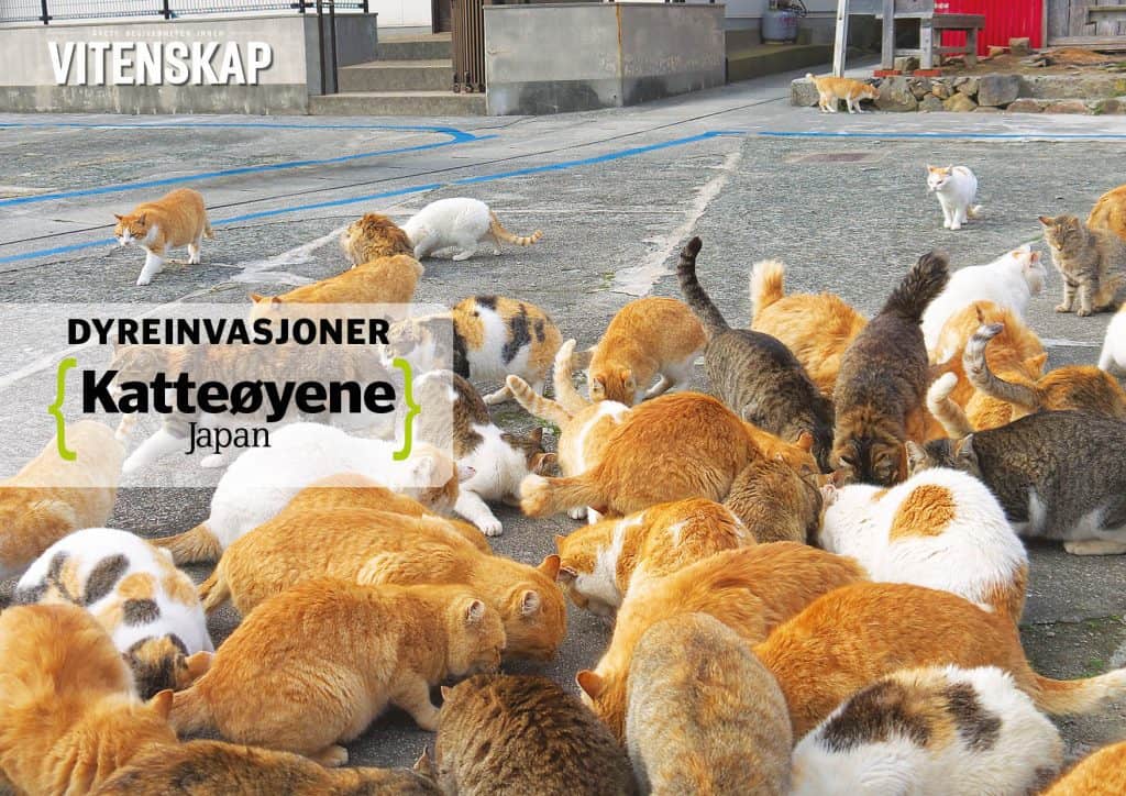 Dyreinvasjoner: Katteøyene