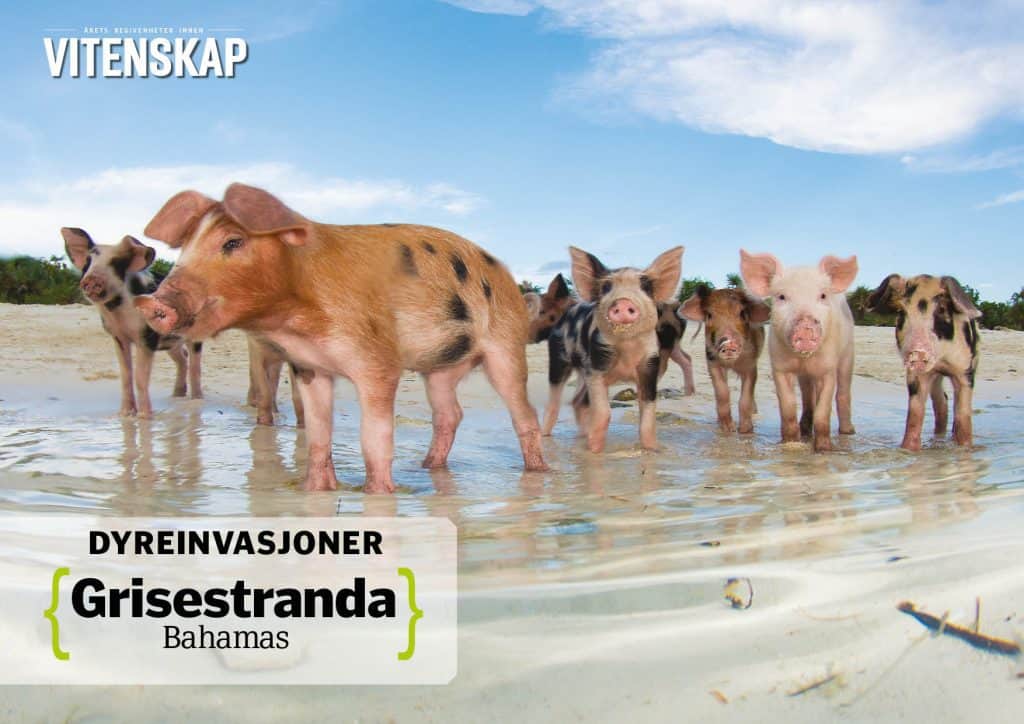 Dyreinvasjoner: Grisestranda