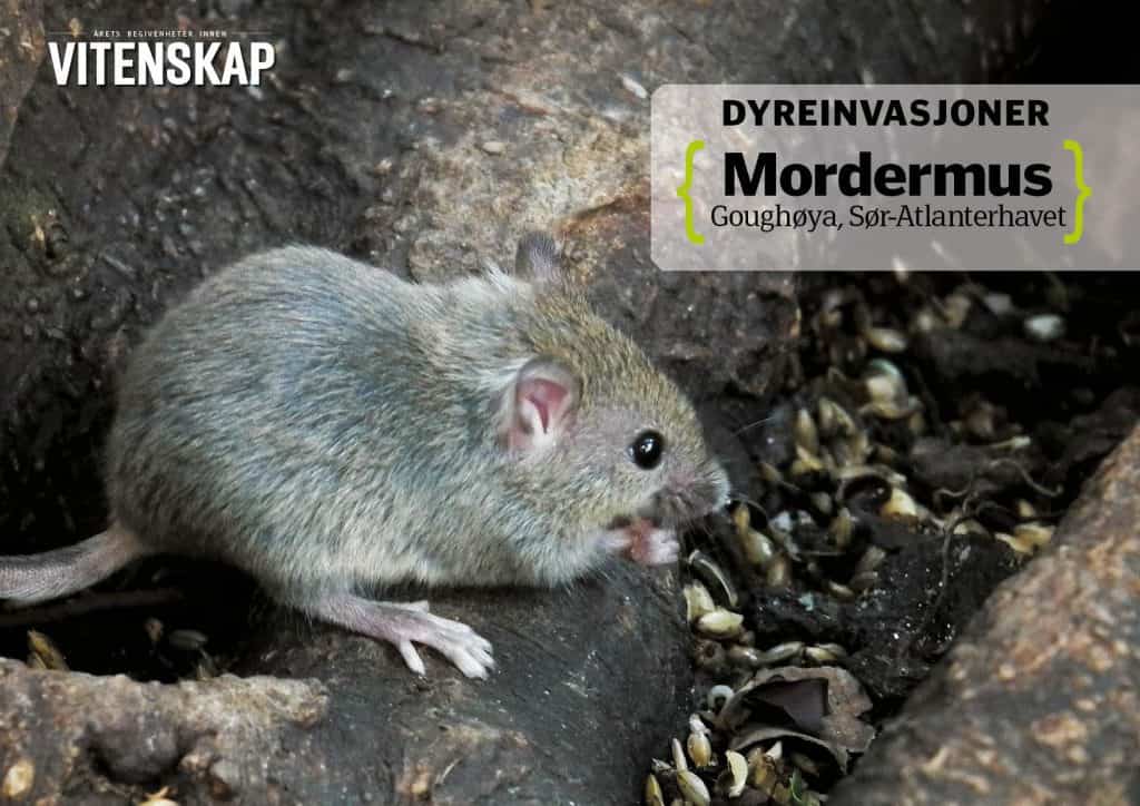 Dyreinvasjoner: Mordermus